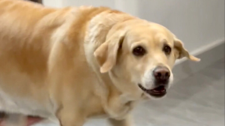 Scared into dog language...