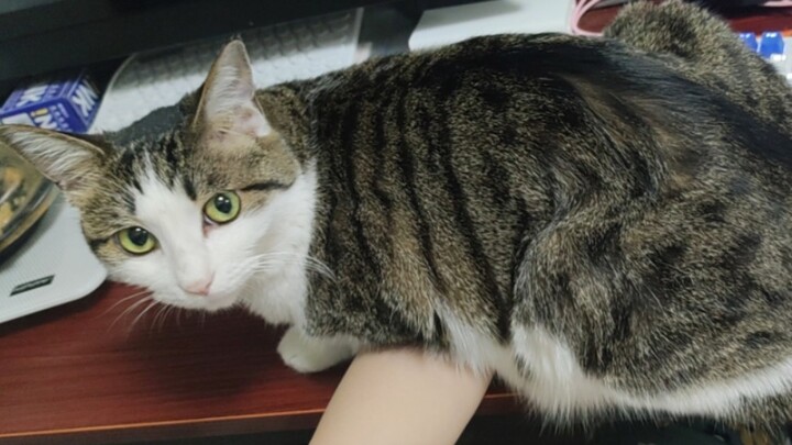 Snatching the mouse’s spot and refusing to leave—so annoying!