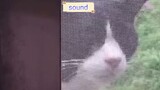 Backsound Kucing