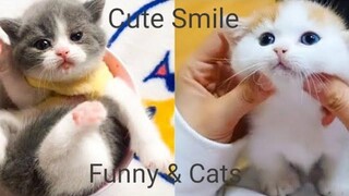 Funny & Cats - รวมน้องแมวน่ารัก 18