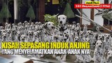 Kisah Induk Anjing Yang Menyelamatkan Anaknya dari Penculik | Alur Cerita Film 101 DALMATIANS (1996)