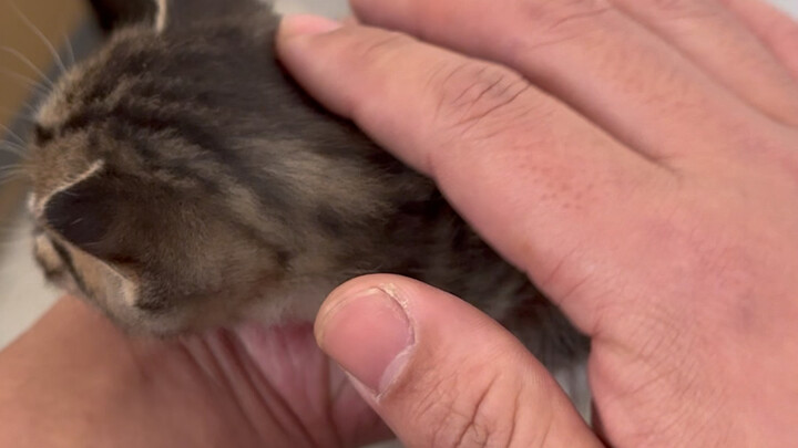 والدة القط التي وجدتها أثناء الصيد تتعب كثيرًا حقًا!