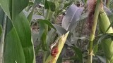 Corn Earworm is one of the worst pests of corn. Scientifically known as Helicoverpa armigera.