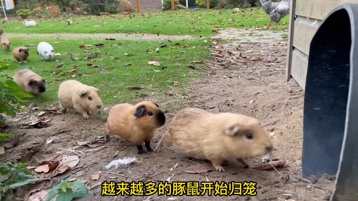 เจ้าของฟาร์มคนหนึ่งเลี้ยงหนูแกสบีไว้มากกว่าร้อยตัว น่ารักเกินไปแล้ว!