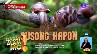 Peste sa taniman na susong hapon, ginawang sahog sa ginataan?! | Dapat Alam Mo!