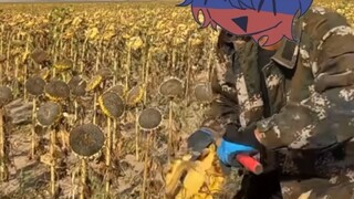 Hahahahahahaha a big hairy man is harvesting sunflowers
