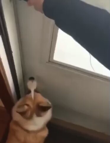 🐶 Corgi