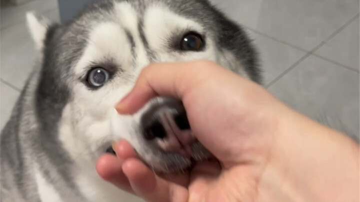 Pernahkah Anda melihat anjing yang bisa menahan mulutnya?