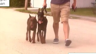 Sao Nhập Ngũ Phiên Bản Động Vật - Động Vật Cũng Có Nhiều Khả Năng Mà Con Người Chưa Biết - dv 3  vl