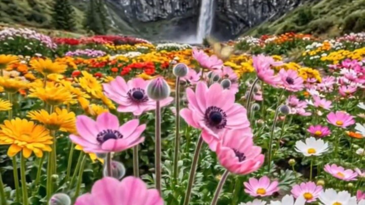 beautiful flower garden beetwin hills and valleys #viral #naturalbeauty