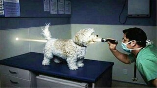 Watch This Video You Will Keep A Smile All Day | Pet Squad