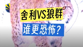 猞猁为什么要杀狼，却不吃？