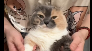 Nửa thông minh cũng coi như thông minh!