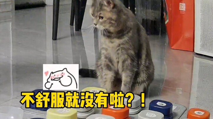 Lại là một ngày bị ngôn ngữ của mèo làm cho kinh ngạc