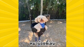 สัตว์เลี้ยงเพื่อนขนปุย : หมาน้อยขี้เล่น