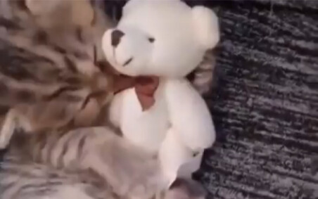 Sleepy with Teddy the Cat