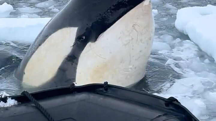 The humpback whale deliberately swims closer to take a look～