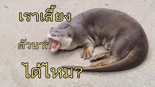 เราเลี้ยง "ตัวนาก" ได้หรือเปล่า
