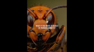 What If You Were Attacked by Murder Hornets? #Shorts