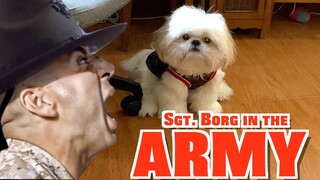 Cute Shih Tzu Wants to Join the Army To Show His Tricks & Demands ( Funny Dog Video)