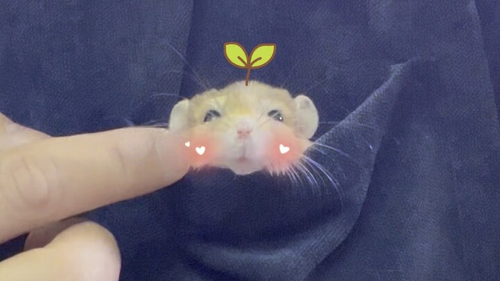 How to Tame a Golden Hamster