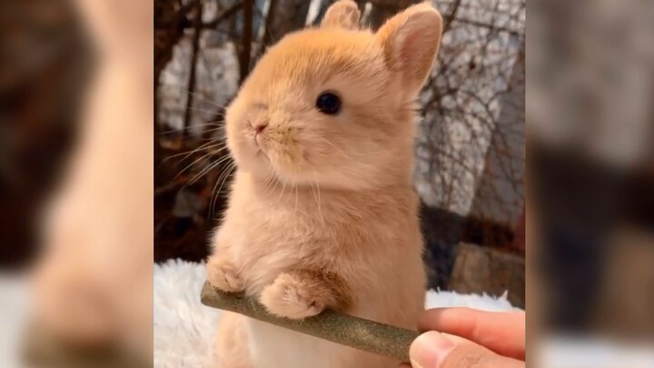 [Animal Healing Series Grand Prize] A little bunny! … I so want to pet it!