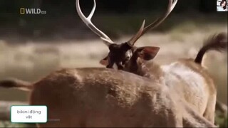 Khỉ con trèo lên lưng khỉ mẹ và suýt thì xảy ra chuyện không mong muốn_P47