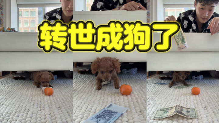 ถ้าฉันเป็นหมา มันจะเป็นแบบนี้: