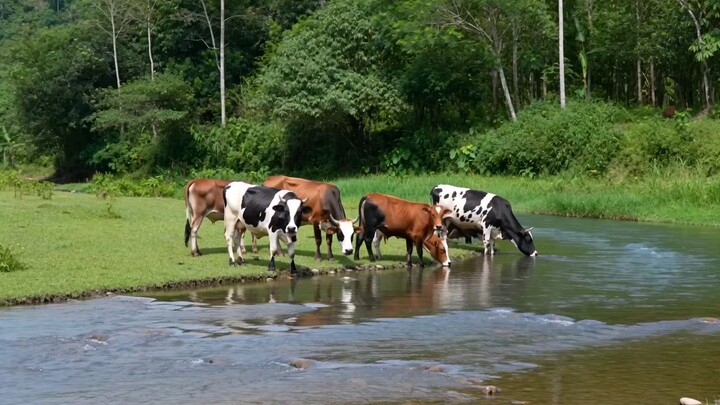 cow