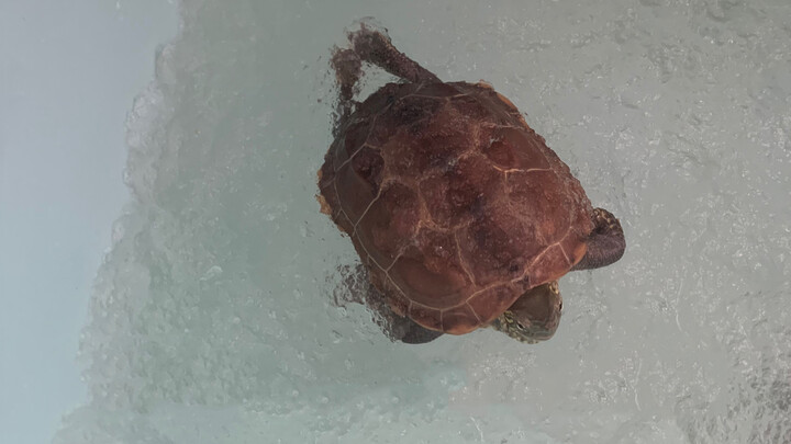 [Animals] Turtles Hibernating In Super Absorbent Polymer