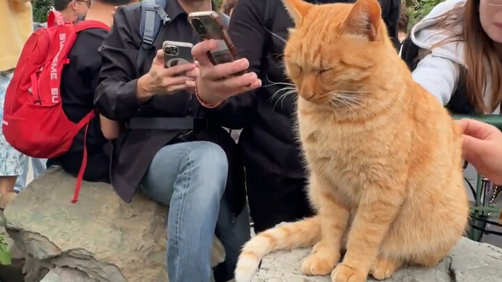 Cat: A bunch of people can’t even scrape together a bit to eat.