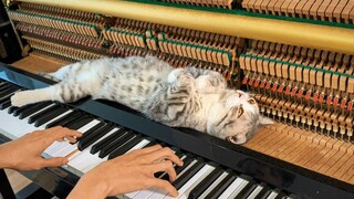 【爱乐之城La La Land】-钢琴上的一条猫-《Mia&Sebastian's Theme》