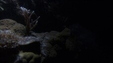 [Tập 8 - Thuyết Minh] Cuộc sống hoang dã - Life (2009) S01E08: Creatures of the Deep