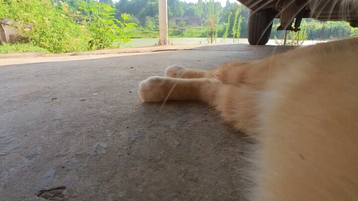 Kucing: Khawatir! Bagaimana keluarga ini bisa bertahan tanpa aku?