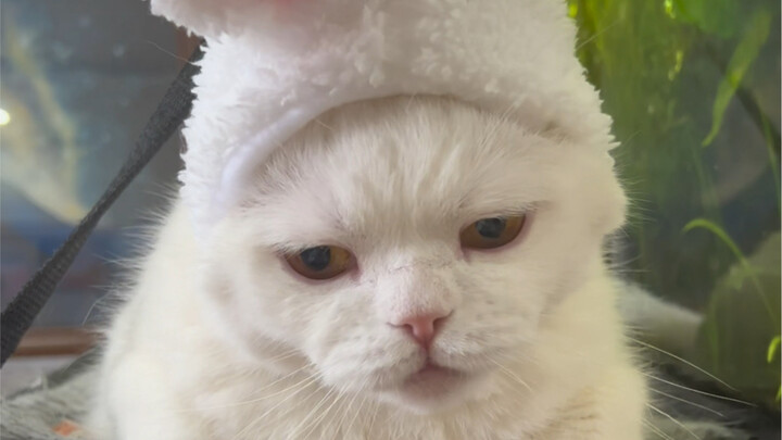 Tahun Kelinci sebentar lagi—ayo sentuh kelinci kecilnya!