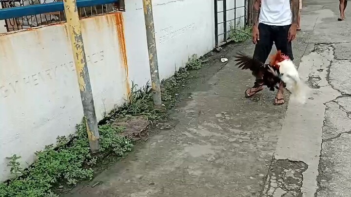 Melsim black x melsim Hatch