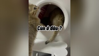 Hôm nay các bác ăn gì ? mèo  cute cat SongKhoe247