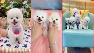 Funny and Cute Dog Pomeranian 😍🐶| Funny Puppy Videos #34