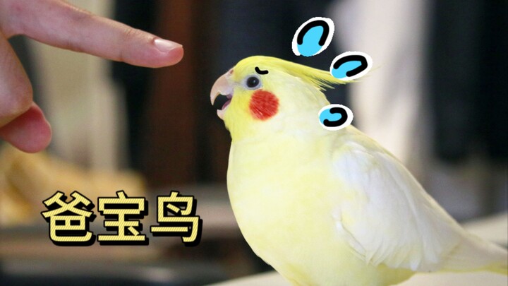 About How My Five-Year-Old Parrot Only Loves My Partner