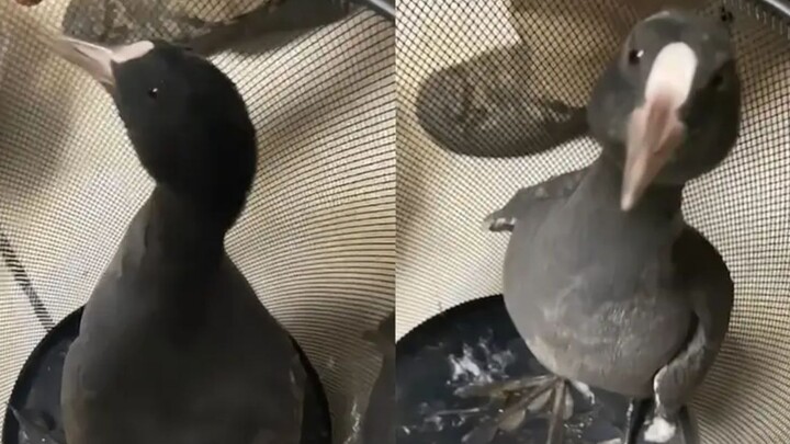 Cô gái nhặt được “chú chim nhỏ” bị thương, tra cứu danh tính xong giật mình hốt hoảng: Được báo là n