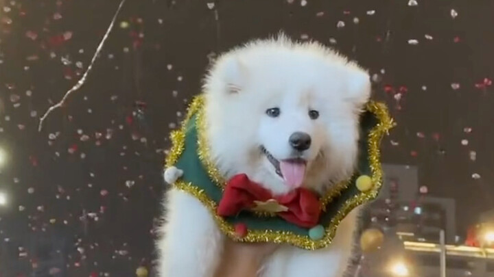 Samoyed yang terpaksa bekerja di malam Tahun Baru, dari awalnya bingung hingga akhirnya bahagia dan 