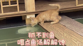 猫咪捕鱼总会失足落水