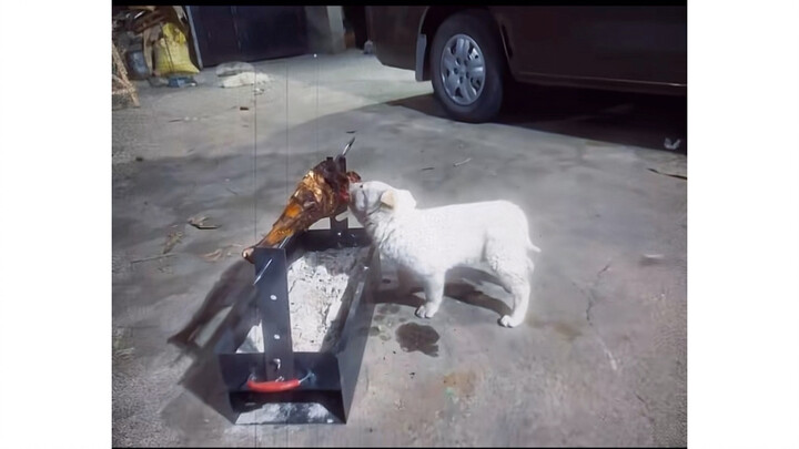 [Tian Tian] A Collection of Dogs’ Confusing Behaviors