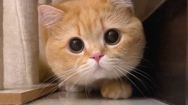 Ayo beri nama untuk kucing kecil itu