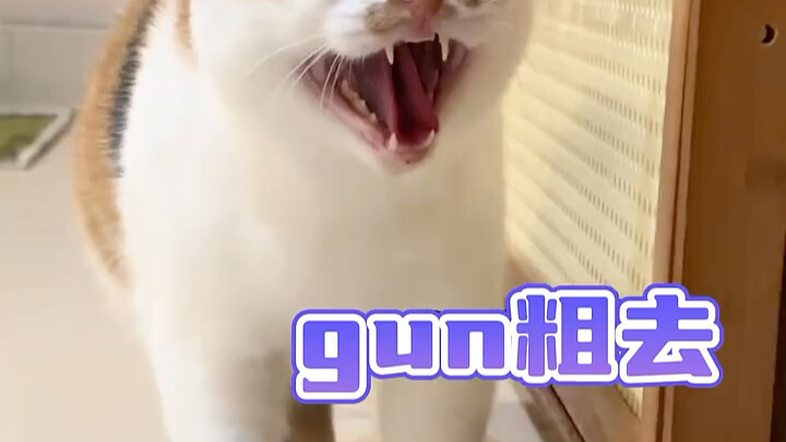 นี่ไม่ใช่อิ๋งเจิ้งแปลงโฉมตั้วจีเหรอ?