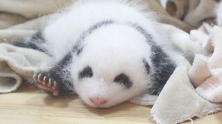 Berapa Botol Susu yang Diperlukan Untuk Membesarkan Seekor Panda?