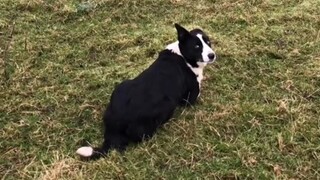 Nào, chạy thôi～ #ChóBorderCollie #Chó #Thường ngày chăn cừu