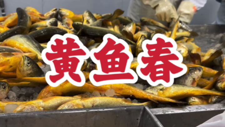 ＃Hoàng Ngư Xuân＃Cá vàng lớn Ninh Đức Tôi nghĩ Hoàng Ngư Xuân nên để người Thuận Đức chế biến～