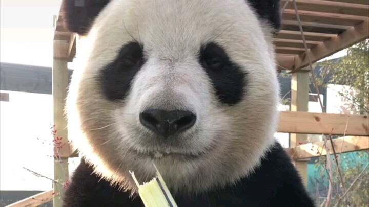 Panda Who Loves to Eat Sugarcane