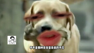 Anh em chó: Tất cả đều là bong bóng